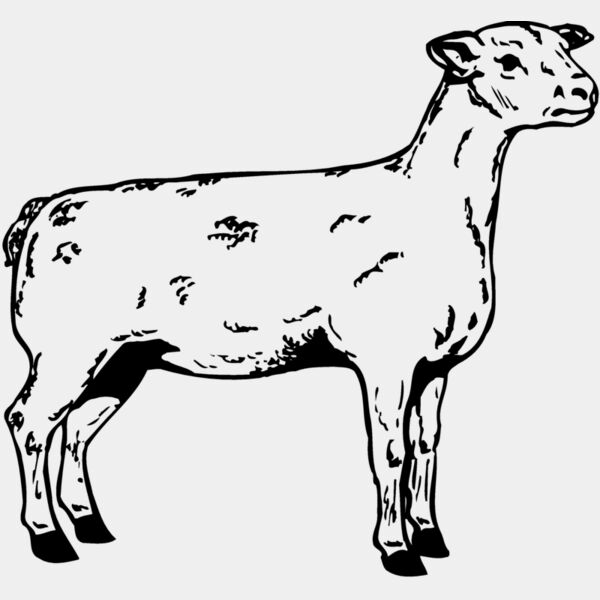 SHEEP005 Thumbnail